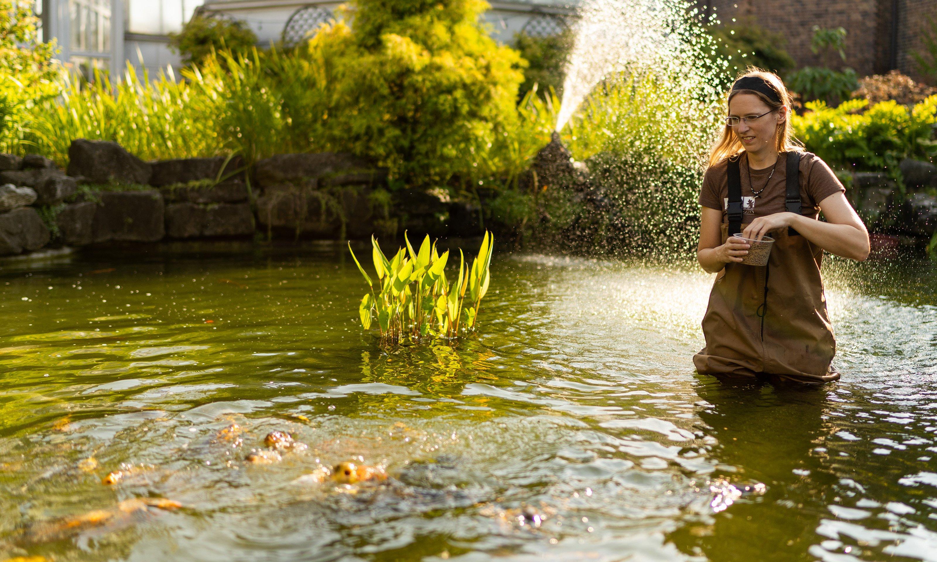 Woman standing in pond feeding fish