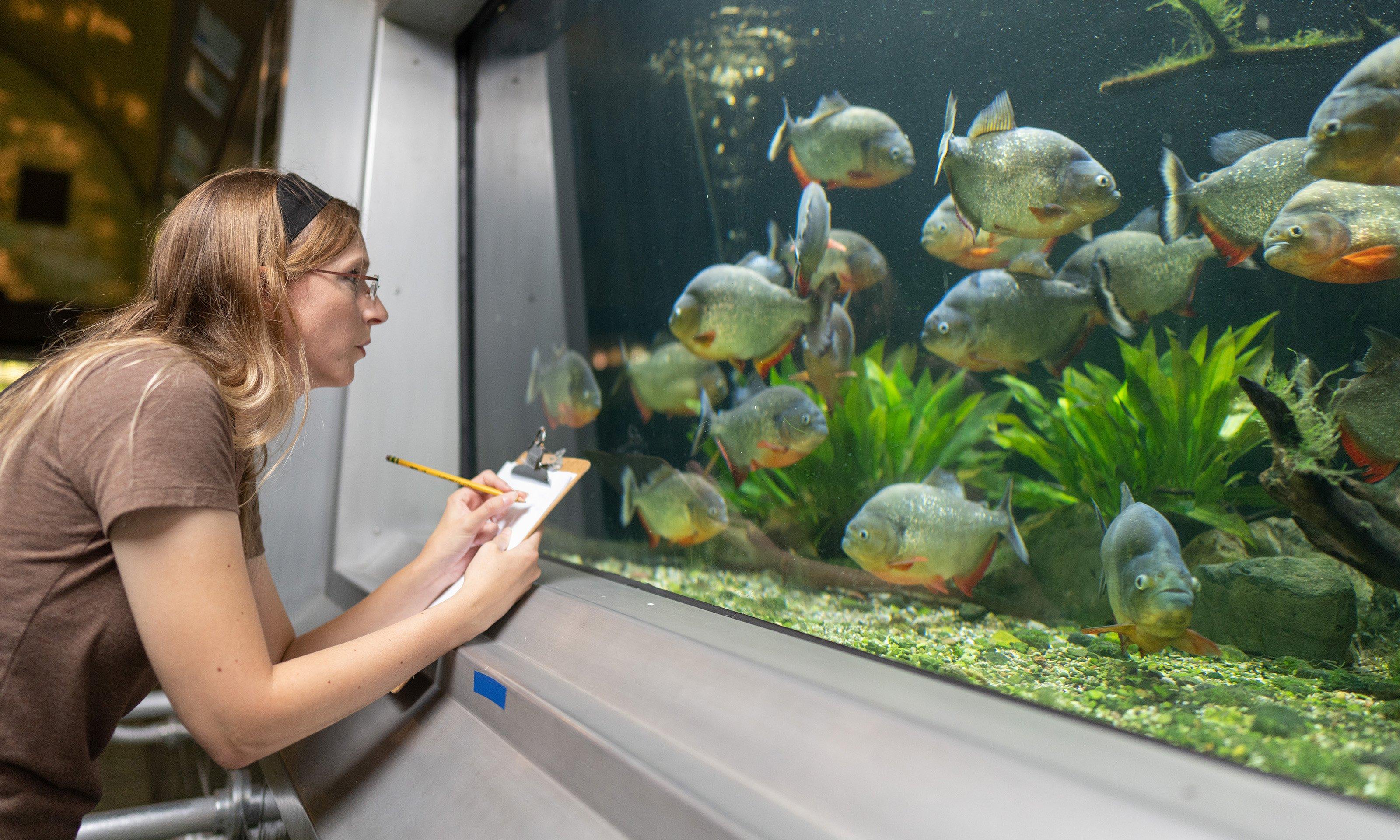 Woman looking at fish tank